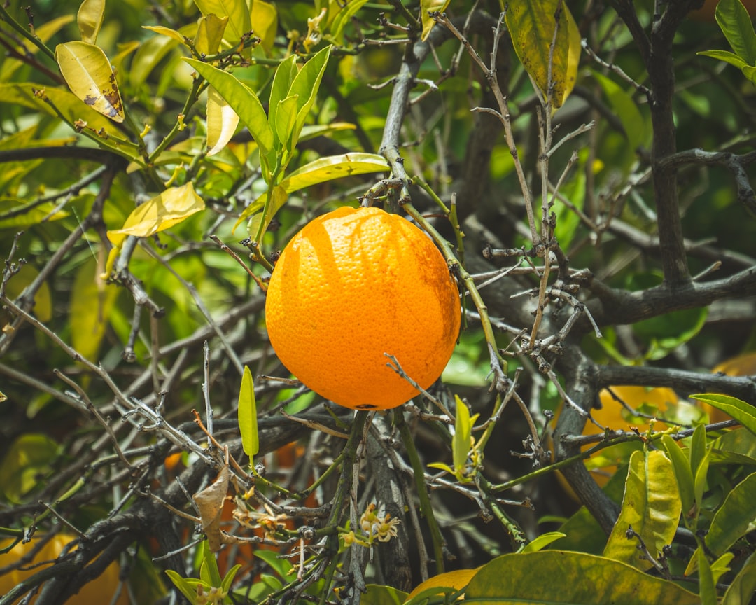 orange fruit on tree during daytime