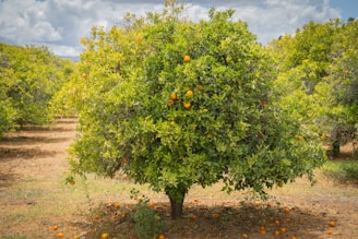 A lush orchard features a central orange tree heavy with fruit. Bright oranges stand out against the vibrant green leaves, with more fruit scattered on the dry earth beneath. The background shows additional orange trees under a partly cloudy sky.