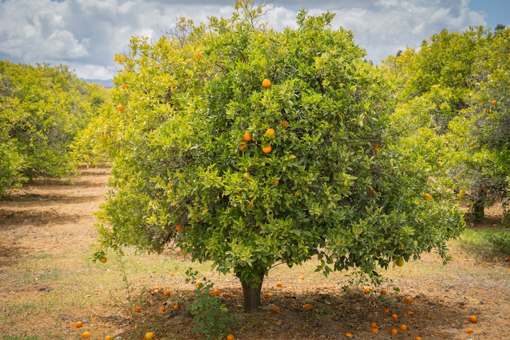 green tree with orange fruits during daytime