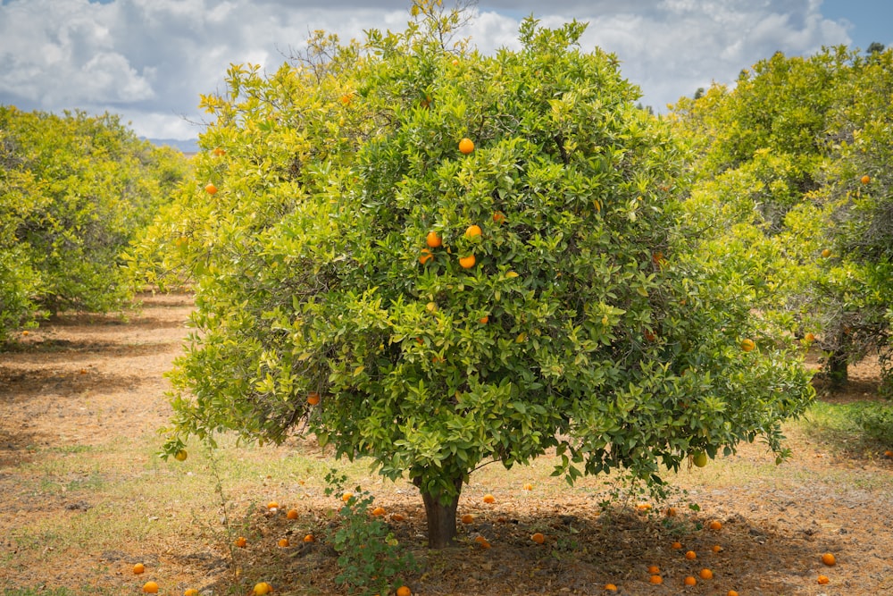 grüner Baum mit orangefarbenen Früchten tagsüber
