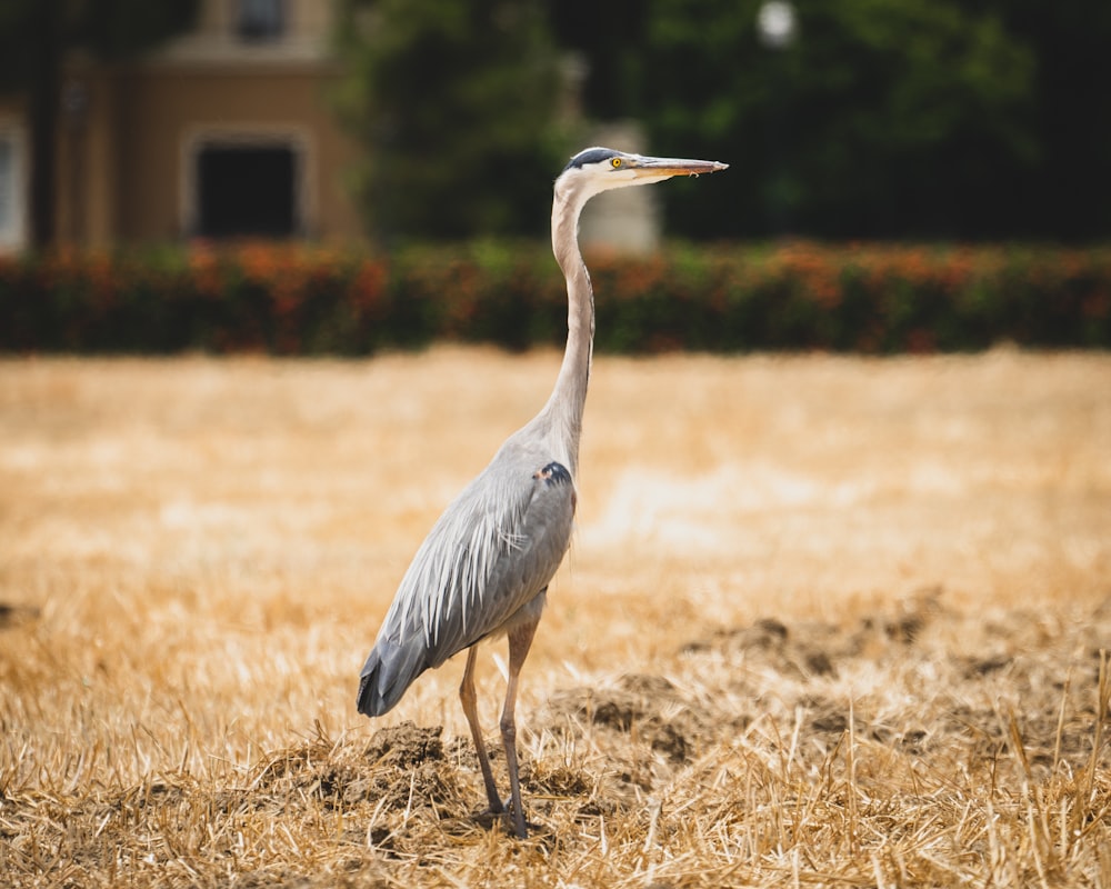 grey bird on brown grass field during daytime