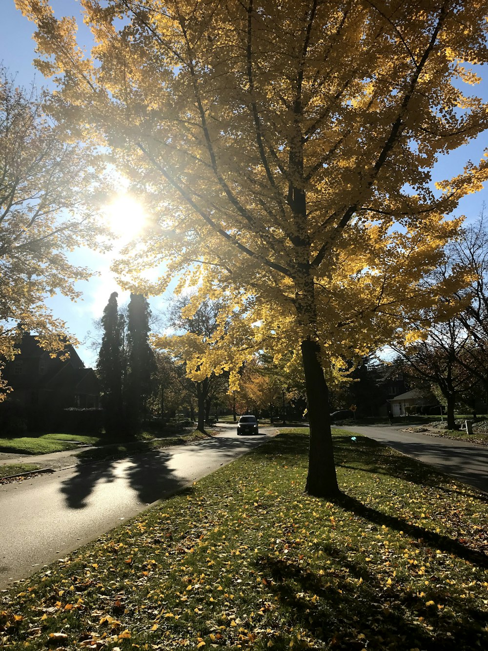 Camino entre árboles durante el día