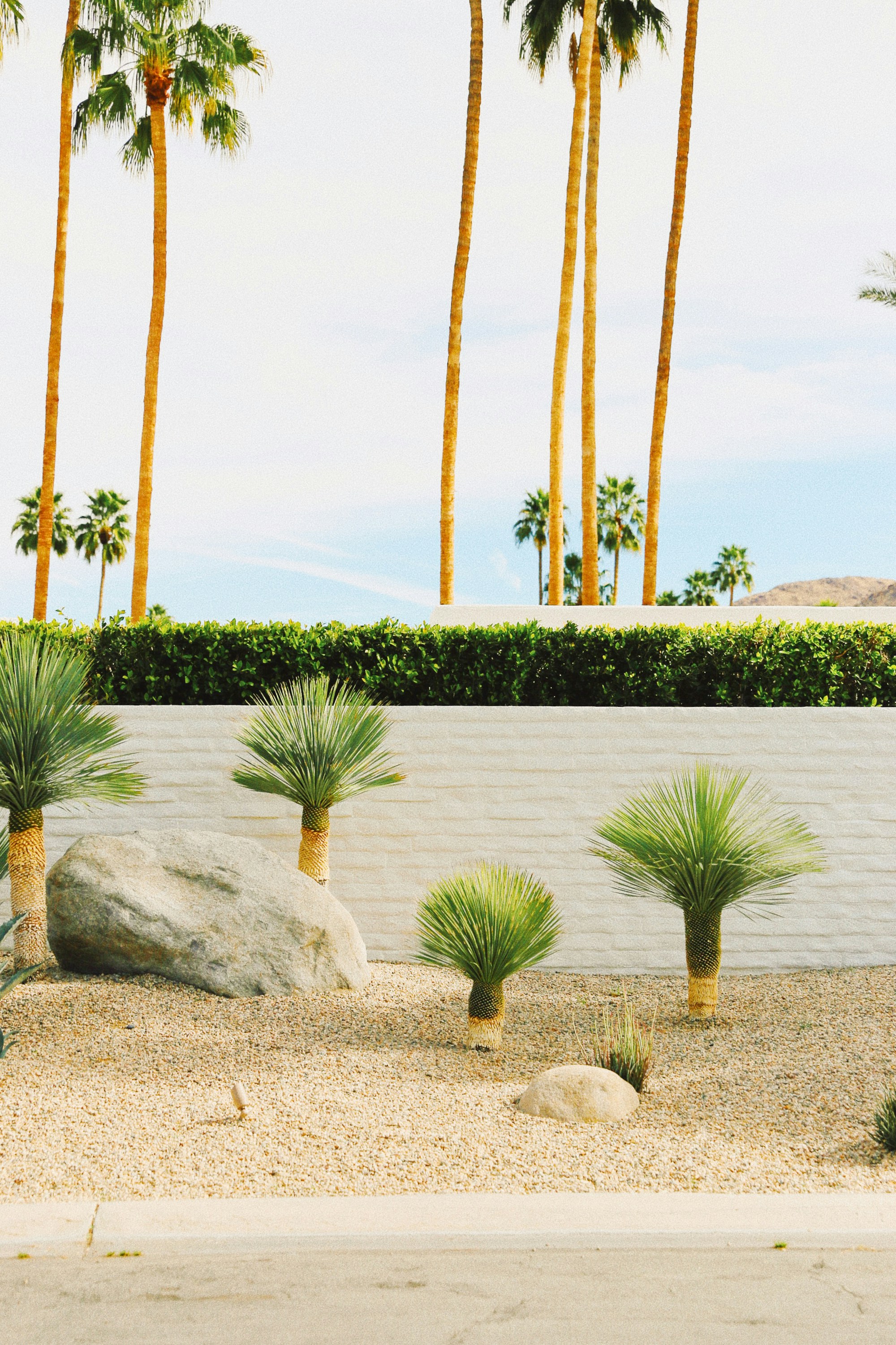 昼間の水域近くの緑のヤシの木