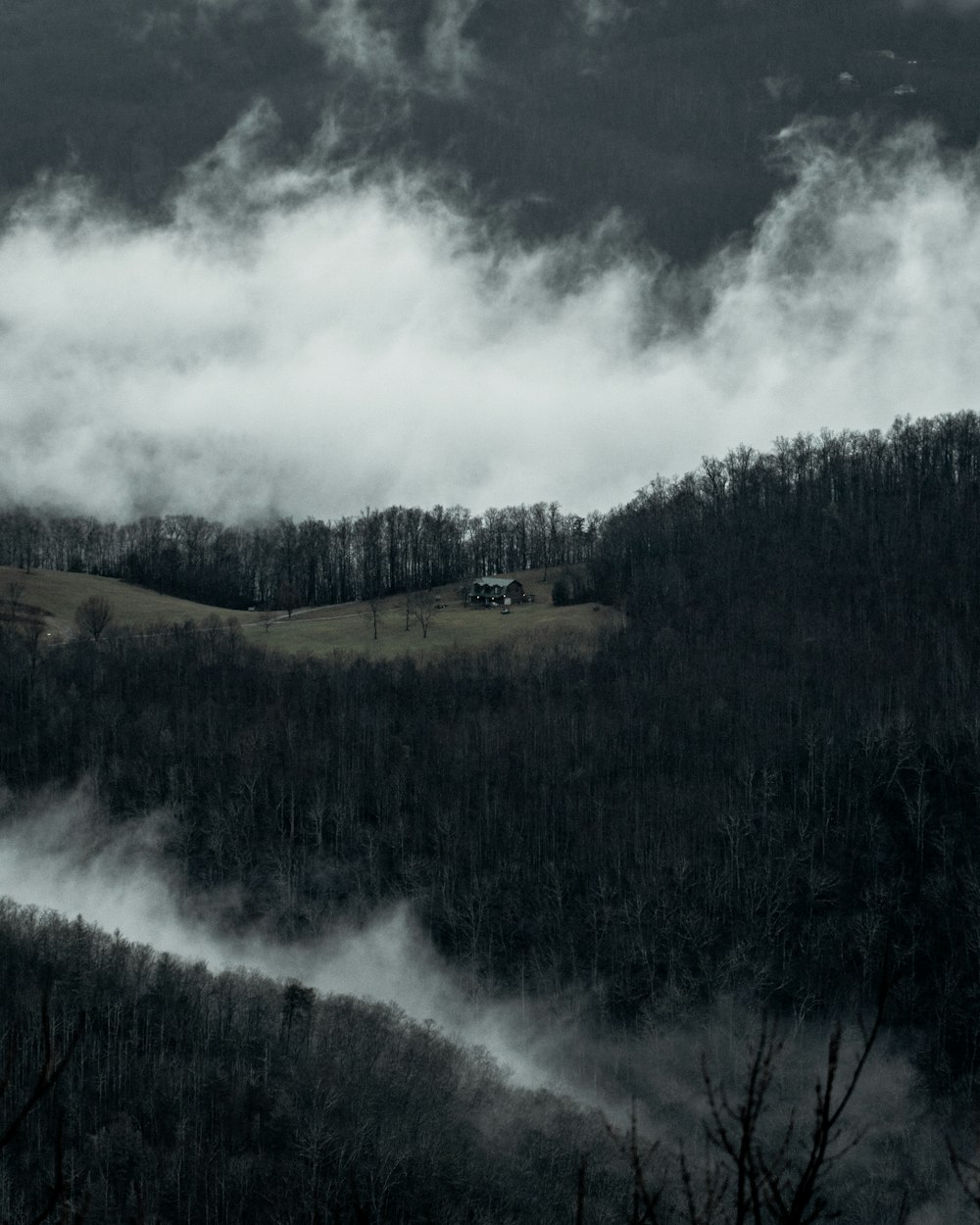 green trees under gray clouds