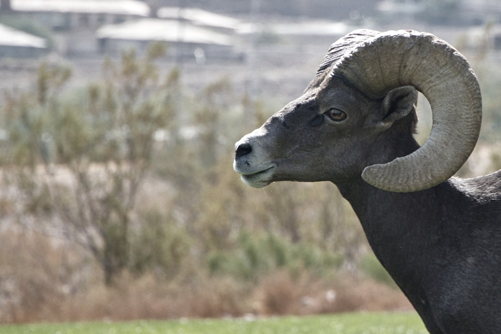 black ram on green grass during daytime