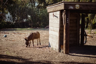 A group of micro mini donkeys grazing together near the rustic barn.