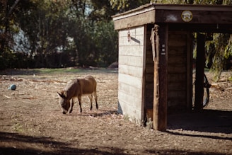 A group of micro mini donkeys grazing together near the rustic barn.