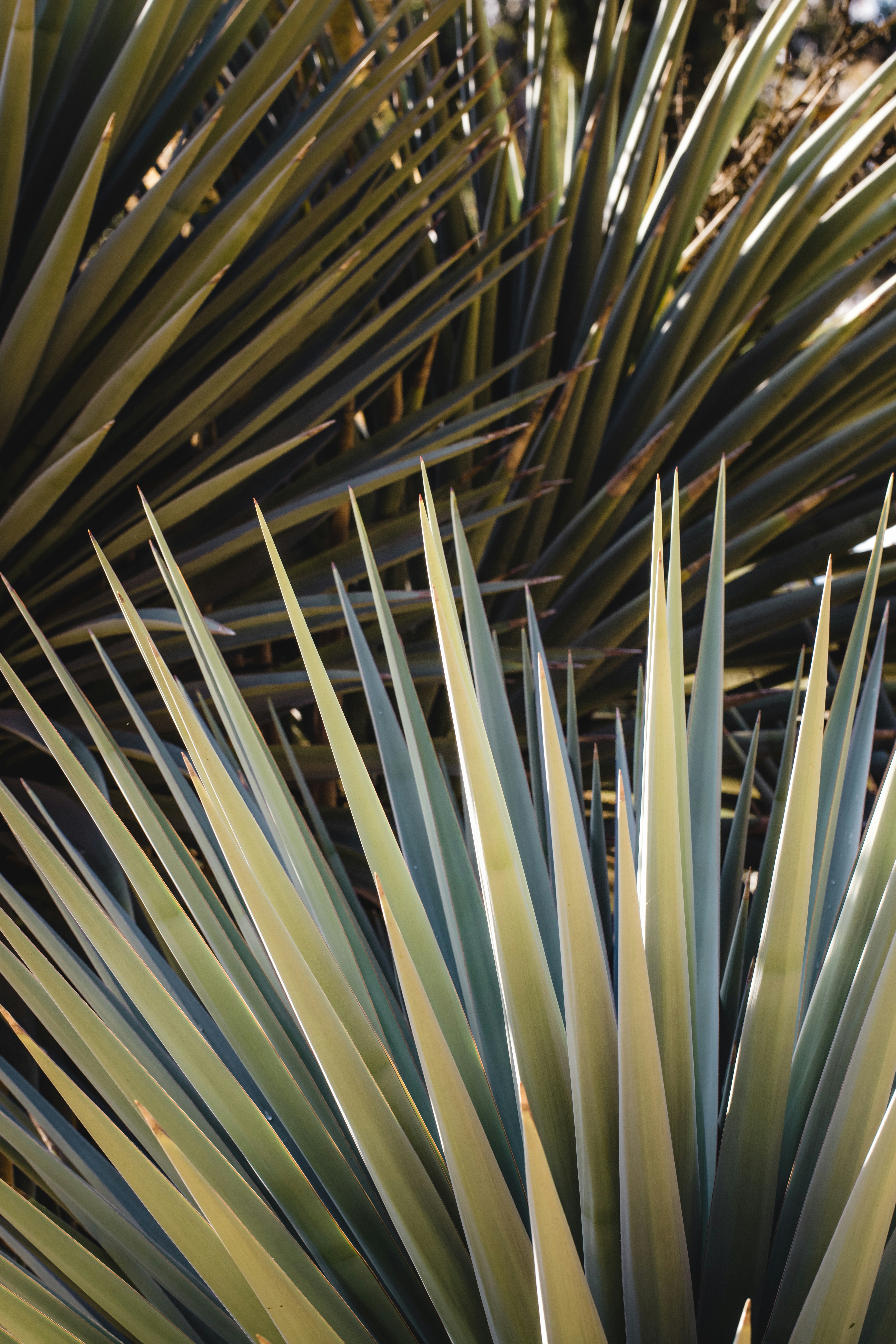 a close up of a large green plant