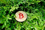 A gold-colored coin featuring a Bitcoin symbol in red is nestled among lush green leaves, suggesting a blend of technology and nature.