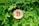 A gold-colored coin featuring a Bitcoin symbol in red is nestled among lush green leaves, suggesting a blend of technology and nature.