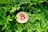 A gold-colored coin featuring a Bitcoin symbol in red is nestled among lush green leaves, suggesting a blend of technology and nature.