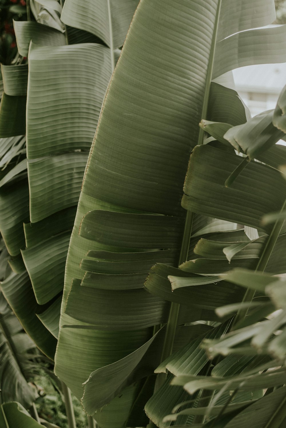 foglie di banano verde durante il giorno