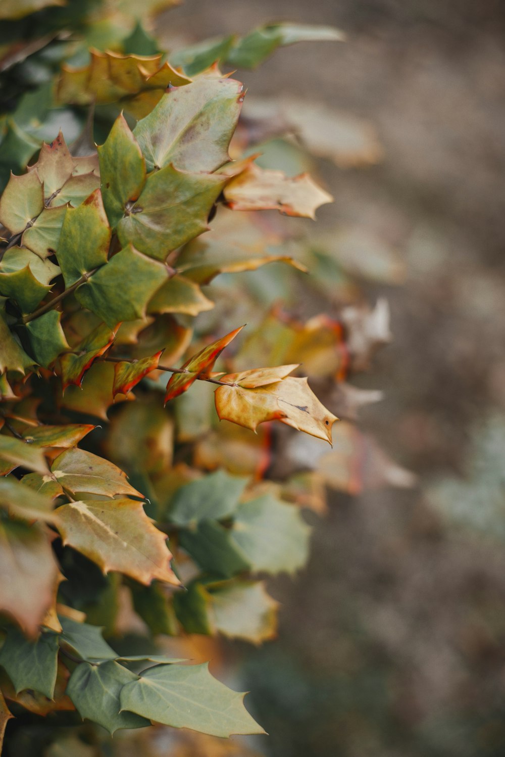 green and brown leaves in tilt shift lens