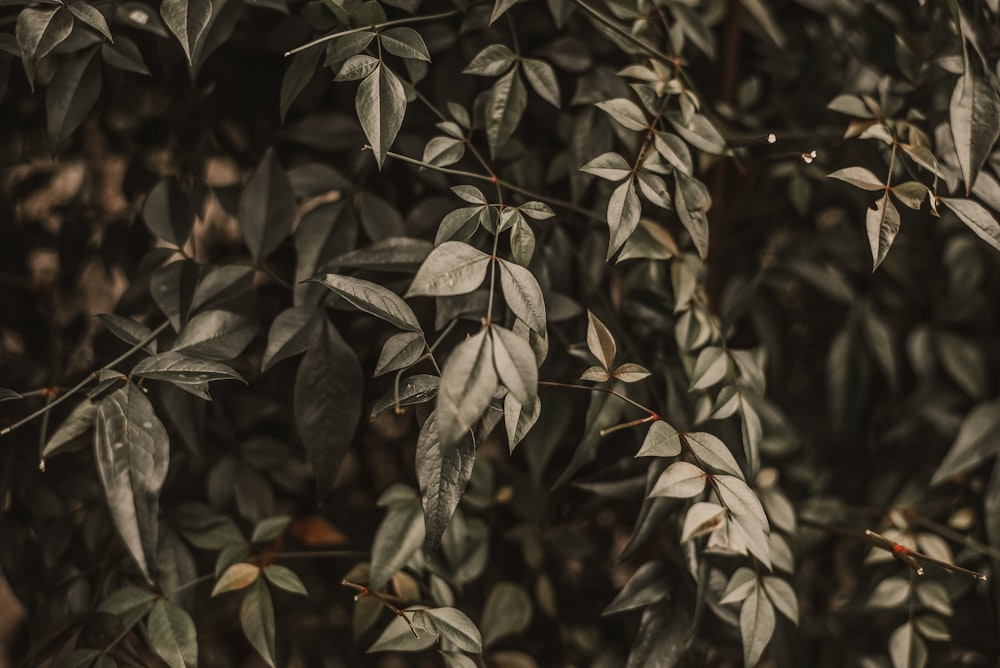 green leaves in tilt shift lens