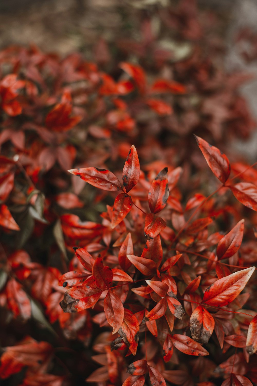 foglie rosse nella lente tilt shift