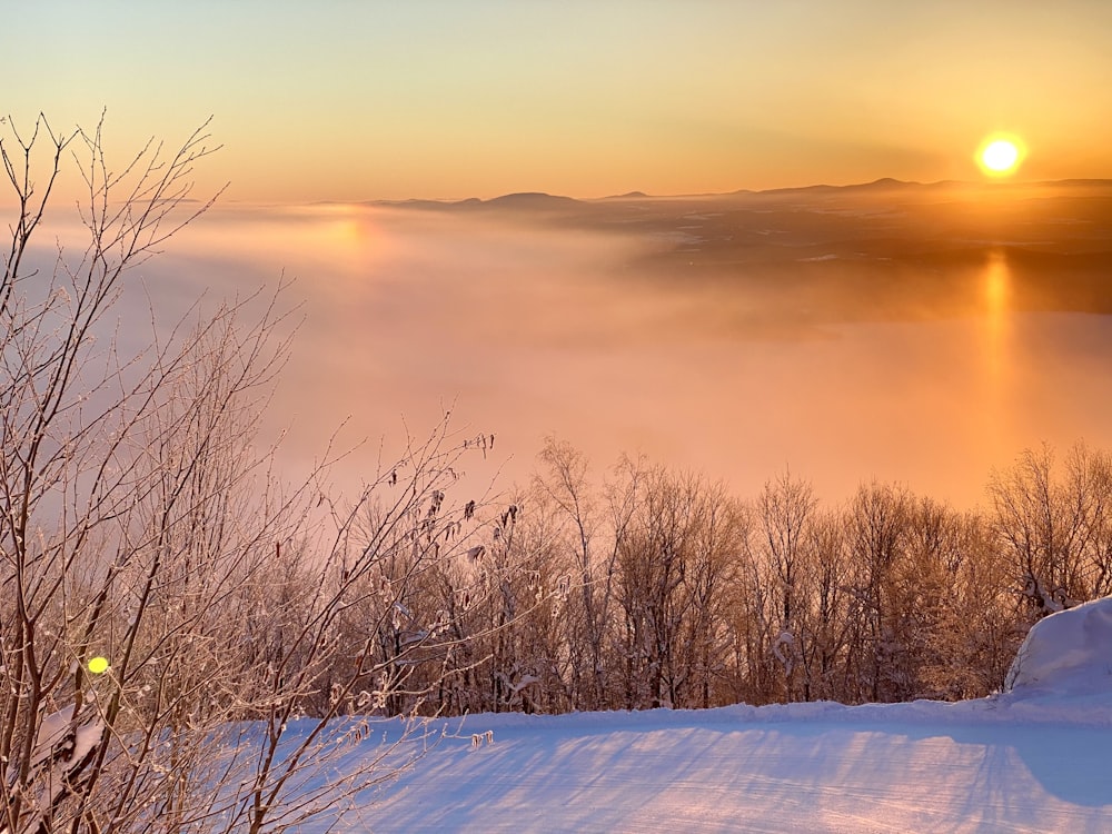 leafless trees on snow covered ground during sunset