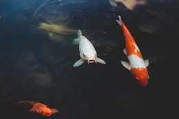 Koi fish swimming in a dark pond, showcasing a variety of colors including white, orange, and yellow. The fish are surrounded by ripples in the water, with one fish centrally positioned and facing upward.