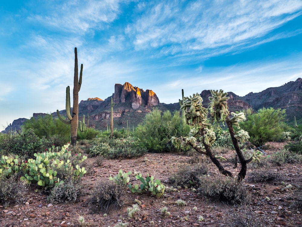 green trees near brown rock formation under blue sky during daytime