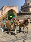 A traditionally dressed man wearing a bright green turban is riding a carriage pulled by two decorated oxen. The carriage is adorned with colorful fabrics and the oxen have ornaments on their heads. Behind the scene, there are historical stone buildings with intricate designs.