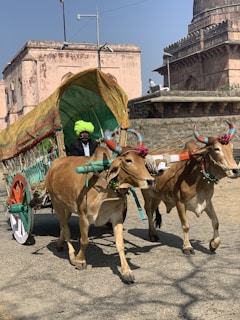 A traditionally dressed man wearing a bright green turban is riding a carriage pulled by two decorated oxen. The carriage is adorned with colorful fabrics and the oxen have ornaments on their heads. Behind the scene, there are historical stone buildings with intricate designs.