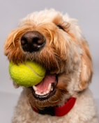 white and brown long coated dog playing tennis ball