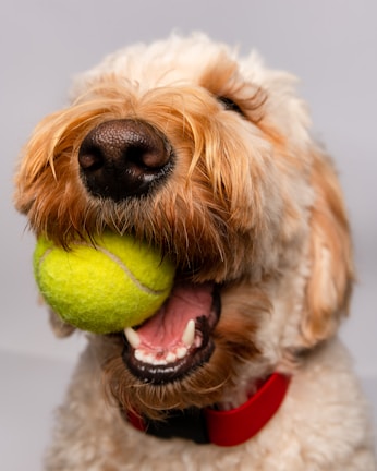 A border collie playing fetch with a bright red ball.
