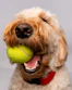 white and brown long coated dog playing tennis ball
