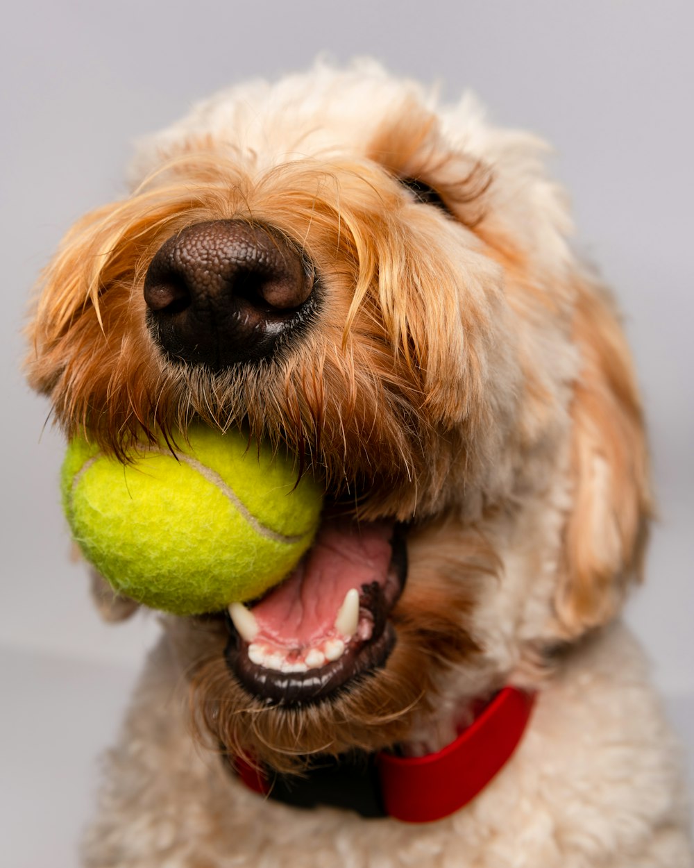 cão branco e marrom de pelagem longa jogando bola de tênis