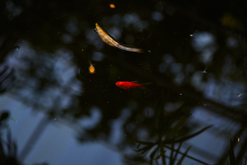 red and white fish in fish tank