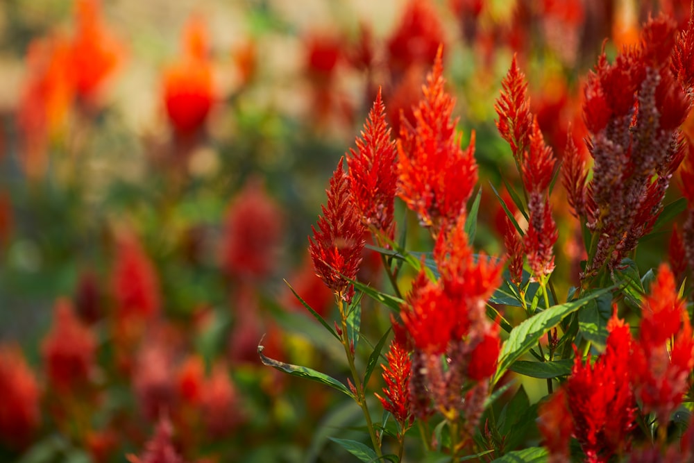 red flowers in tilt shift lens