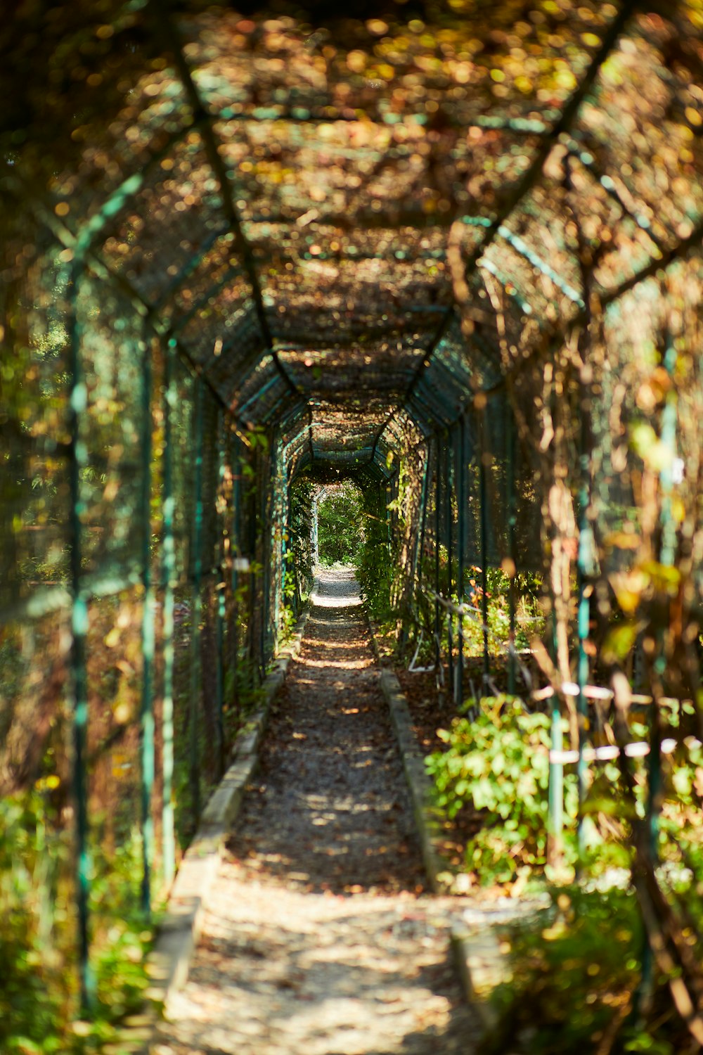 Pont en bois marron dans les bois