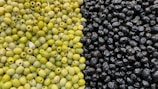 A large pile of green olives is on the left side, while a pile of black olives is on the right side. The green olives are shiny and firm with a few showing pitted centers. The black olives are glossy with a wrinkled texture, creating a contrast in both color and texture between the two sides.