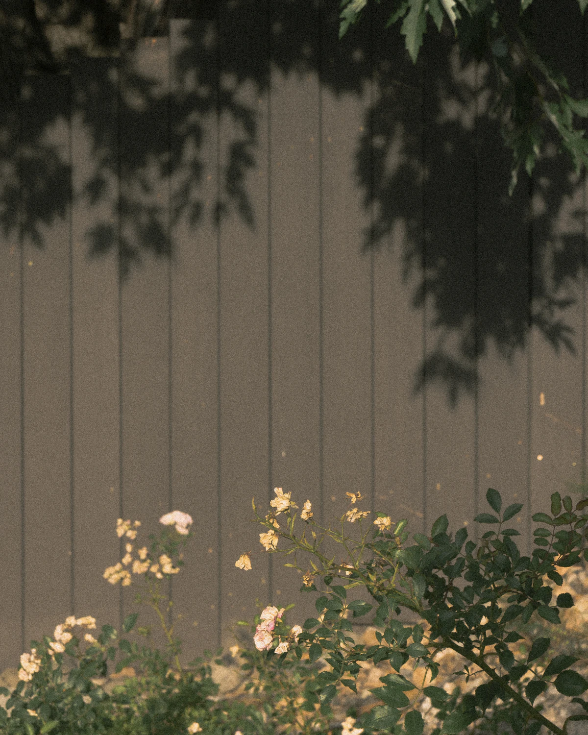 Smooth brown composite-style fence boards behind a flowering rose bush