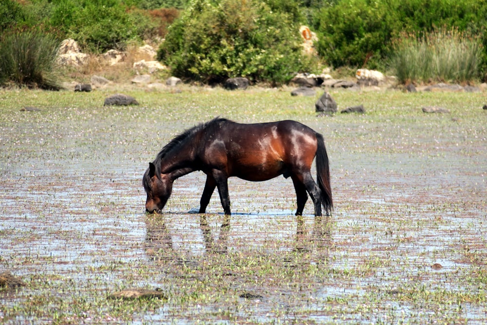 brown horse on green grass field during daytime