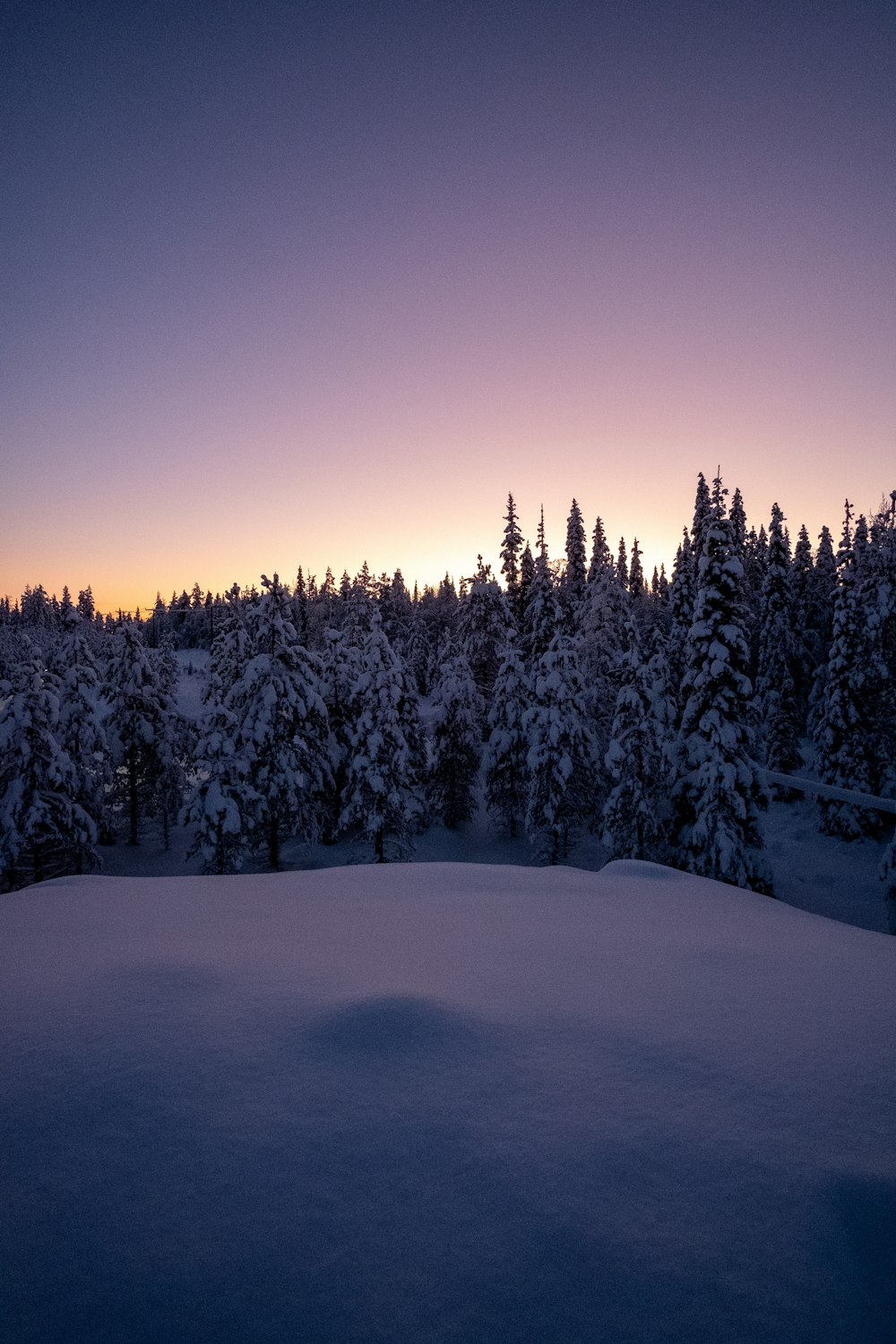 snow covered pine trees during daytime