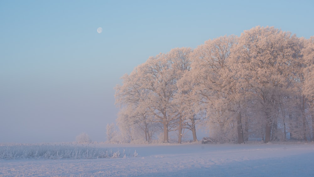 昼間は雪に覆われた地面に白い木々が