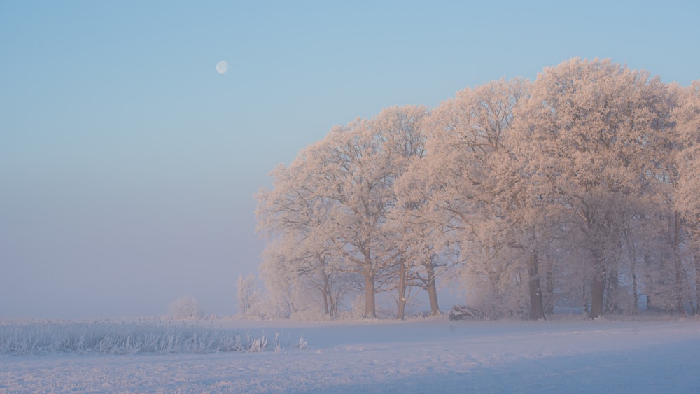 white trees on snow covered ground during daytime