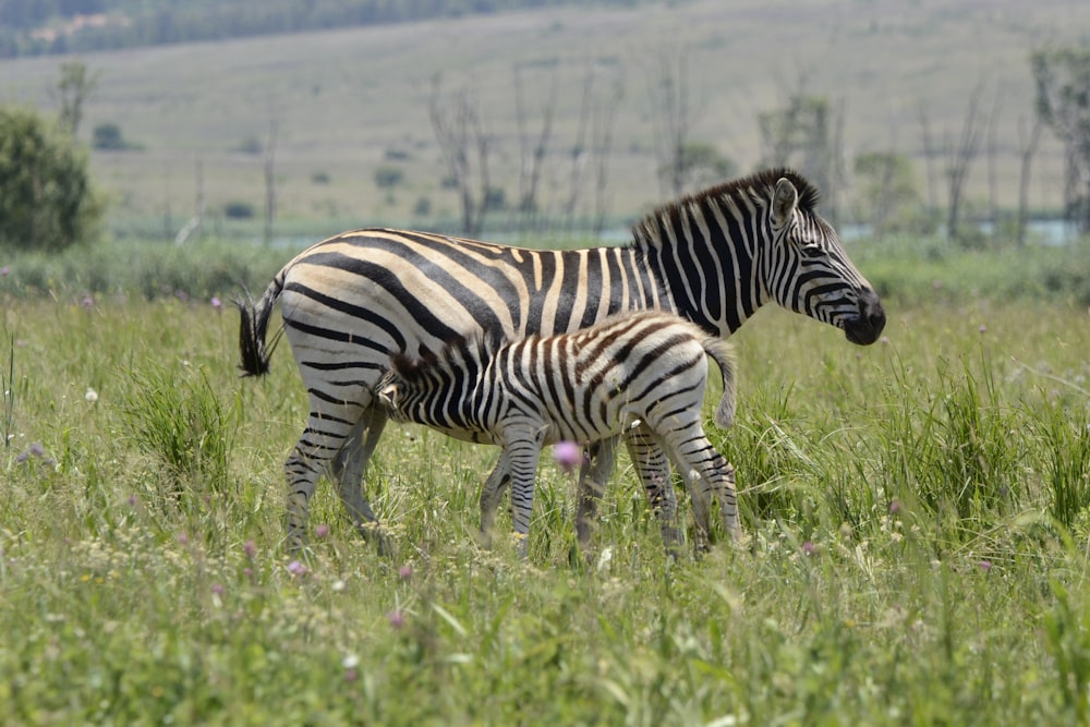 zebra on green grass field during daytime