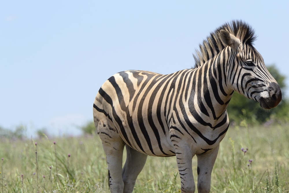 zebra standing on green grass field during daytime