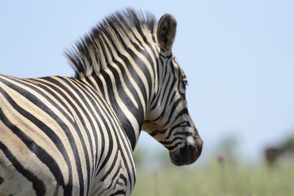 zebra standing on green grass field during daytime