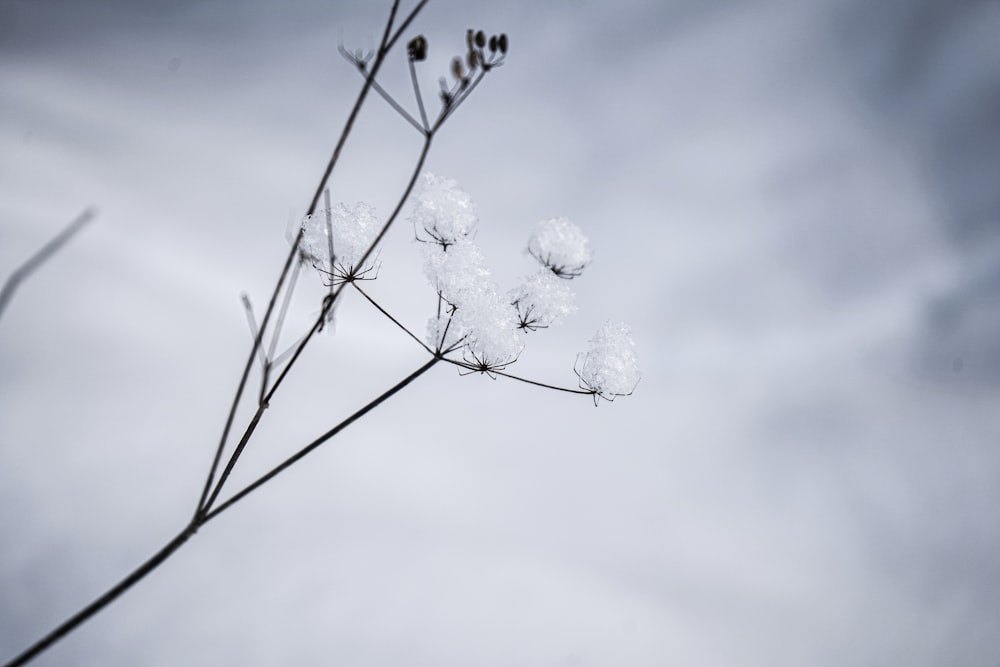 white flower under gray clouds