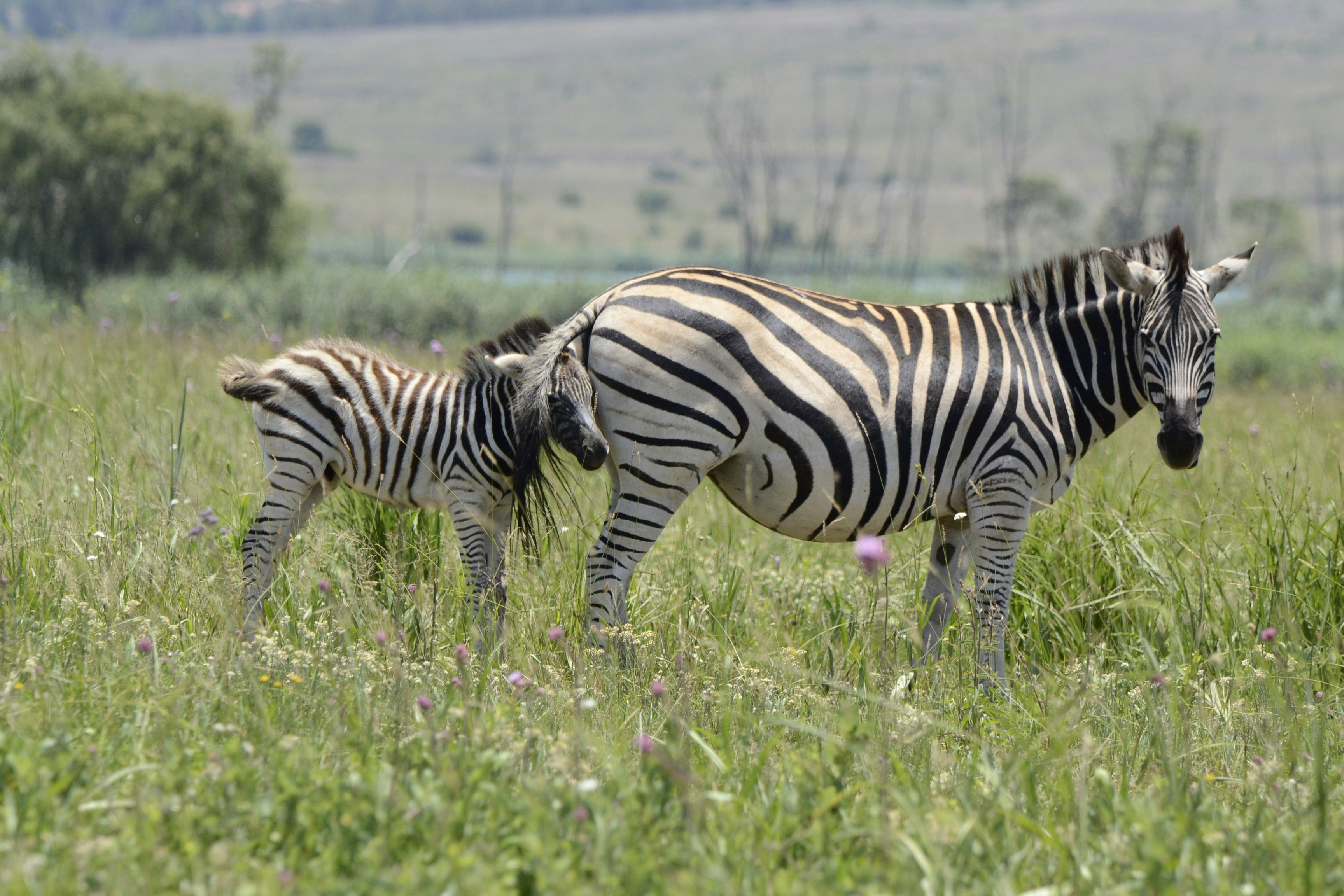 zebra on green grass field during daytime, 