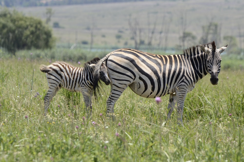 zebra on green grass field during daytime