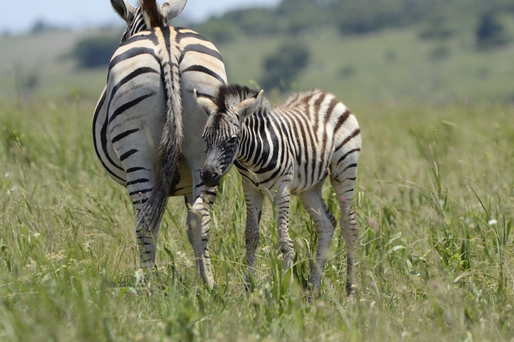 zebra on green grass field during daytime