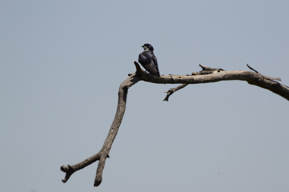 black bird on brown tree branch during daytime