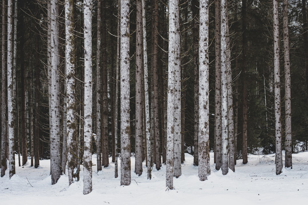 brown trees on snow covered ground