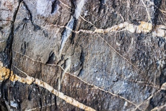 Rough textured rock with intricate patterns of beige and white veins running through a dark, greyish surface. The rock surface appears weathered, with natural cracks and variations in color.