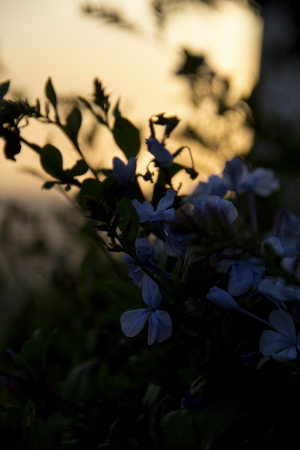 blue flowers with green leaves during daytime