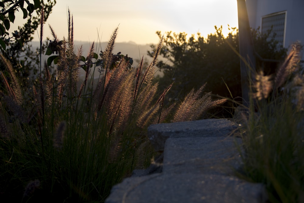 green grass field during sunset