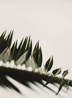 green plant in close up photography